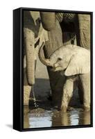 Elephant Calf-null-Framed Stretched Canvas