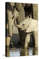Elephant Calf-null-Stretched Canvas
