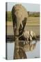 Elephant Calf-null-Stretched Canvas