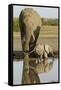 Elephant Calf-null-Framed Stretched Canvas