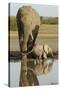 Elephant Calf-null-Stretched Canvas