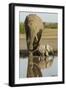 Elephant Calf-null-Framed Premium Photographic Print
