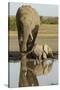 Elephant Calf-null-Stretched Canvas