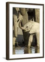 Elephant Calf-null-Framed Photographic Print