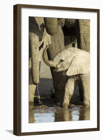 Elephant Calf-null-Framed Photographic Print