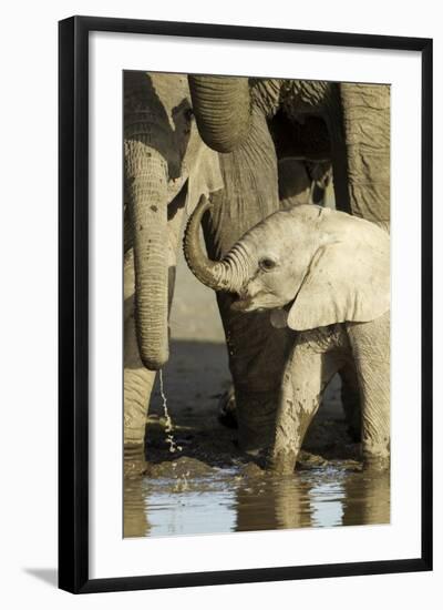 Elephant Calf-null-Framed Photographic Print