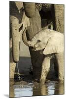 Elephant Calf-null-Mounted Photographic Print