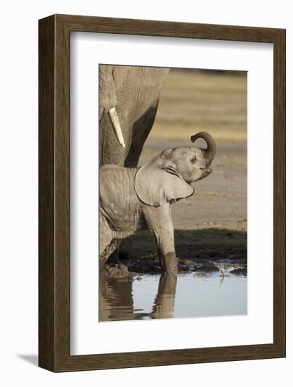 Elephant Calf-null-Framed Photographic Print