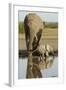 Elephant Calf-null-Framed Photographic Print