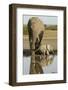 Elephant Calf-null-Framed Photographic Print