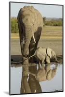 Elephant Calf-null-Mounted Photographic Print