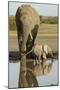 Elephant Calf-null-Mounted Photographic Print