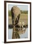 Elephant Calf-null-Framed Photographic Print