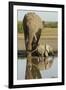 Elephant Calf-null-Framed Photographic Print