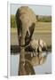 Elephant Calf-null-Framed Photographic Print