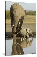 Elephant Calf-null-Stretched Canvas