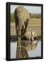 Essential Black