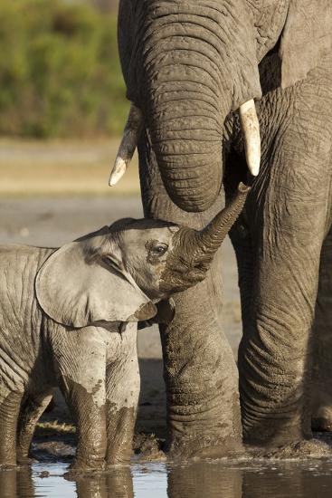 'Elephant Calf' Photographic Print | AllPosters.com