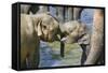 Elephant Calves Playing in River-Jon Hicks-Framed Stretched Canvas