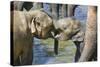 Elephant Calves Playing in River-Jon Hicks-Stretched Canvas