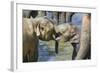 Elephant Calves Playing in River-Jon Hicks-Framed Photographic Print