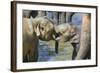 Elephant Calves Playing in River-Jon Hicks-Framed Photographic Print