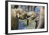 Elephant Calves Playing in River-Jon Hicks-Framed Photographic Print