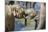 Elephant Calves Playing in River-Jon Hicks-Mounted Photographic Print