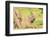 Elephant calves playing in the Masai Mara, Kenya, East Africa, Africa-Karen Deakin-Framed Photographic Print