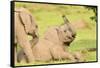 Elephant calves playing in the Masai Mara, Kenya, East Africa, Africa-Karen Deakin-Framed Stretched Canvas