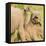 Elephant calves playing in the Masai Mara, Kenya, East Africa, Africa-Karen Deakin-Framed Stretched Canvas