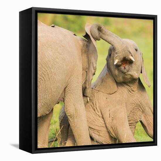 Elephant calves playing in the Masai Mara, Kenya, East Africa, Africa-Karen Deakin-Framed Stretched Canvas