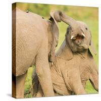 Elephant calves playing in the Masai Mara, Kenya, East Africa, Africa-Karen Deakin-Stretched Canvas