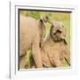 Elephant calves playing in the Masai Mara, Kenya, East Africa, Africa-Karen Deakin-Framed Photographic Print