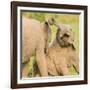 Elephant calves playing in the Masai Mara, Kenya, East Africa, Africa-Karen Deakin-Framed Photographic Print