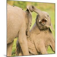 Elephant calves playing in the Masai Mara, Kenya, East Africa, Africa-Karen Deakin-Mounted Photographic Print