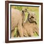 Elephant calves playing in the Masai Mara, Kenya, East Africa, Africa-Karen Deakin-Framed Photographic Print