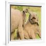 Elephant calves playing in the Masai Mara, Kenya, East Africa, Africa-Karen Deakin-Framed Photographic Print