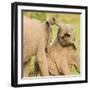 Elephant calves playing in the Masai Mara, Kenya, East Africa, Africa-Karen Deakin-Framed Photographic Print