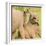 Elephant calves playing in the Masai Mara, Kenya, East Africa, Africa-Karen Deakin-Framed Photographic Print