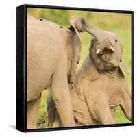 Elephant calves playing in the Masai Mara, Kenya, East Africa, Africa-Karen Deakin-Framed Stretched Canvas