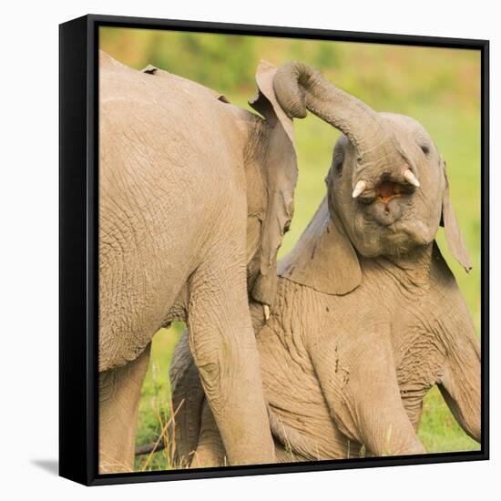 Elephant calves playing in the Masai Mara, Kenya, East Africa, Africa-Karen Deakin-Framed Stretched Canvas