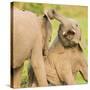 Elephant calves playing in the Masai Mara, Kenya, East Africa, Africa-Karen Deakin-Stretched Canvas