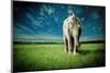 Elephant Carry Me-Jeff Madison-Mounted Art Print