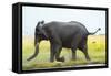 Elephant, Chobe Nat Pk, Botswana, Africa-Peter Adams-Framed Stretched Canvas