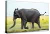 Elephant, Chobe Nat Pk, Botswana, Africa-Peter Adams-Stretched Canvas