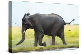 Elephant, Chobe Nat Pk, Botswana, Africa-Peter Adams-Stretched Canvas