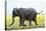 Elephant, Chobe Nat Pk, Botswana, Africa-Peter Adams-Stretched Canvas