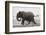 Elephant, Chobe Nat Pk, Botswana, Africa-Peter Adams-Framed Photographic Print