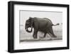 Elephant, Chobe Nat Pk, Botswana, Africa-Peter Adams-Framed Photographic Print